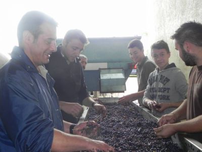 Vendanges