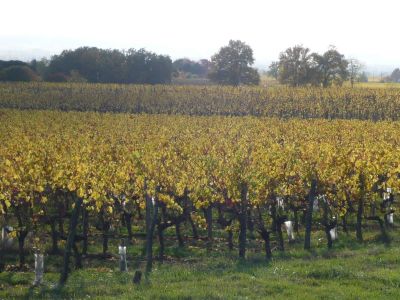 Vignoble à Bergerac en Dordogne (24)