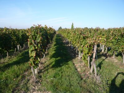 Vignoble à Bergerac en Dordogne (24)