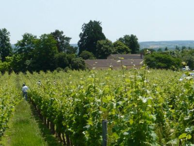 Vignoble à Bergerac en Dordogne (24)