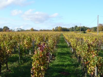 Vignoble à Bergerac en Dordogne (24)